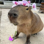 We Love Capybara!