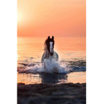 horsemylife<3
