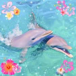 Dolphin Sparkles