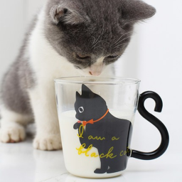 cat home