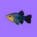 Platy Nation