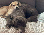 Luna and Sunny group