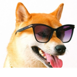 DOG fan society club