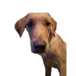 archie!