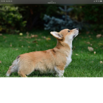 Group corgi