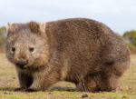 Wombats we love wombats