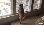 FANS OF MY DOG DAWKlNS