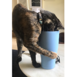 Kitten~Club
