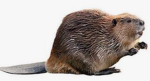The beaver empire