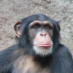 The Great Apes