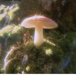 Pretty pixies