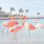 my star flamingos