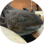AxotheaxolotlYT