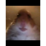 Hamster colt we are hamsters