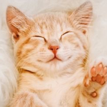 Extremely Silly Cats