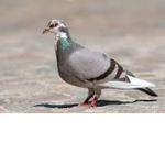 Jesuisunpigeonquivolepas