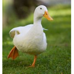 ducks are loved