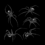 . spid3rw3b .