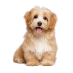 Cool and young Puppy group