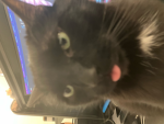 Kittens of the cats