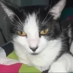 cupcake the cat