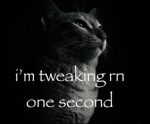 Gatto Clothes