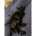 Kitten Kreationz
