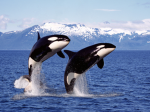 Orca pod community