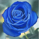 blu rose group