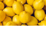 LEMON LOVE DOG FOREVER