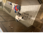 Downmation puppy pup love