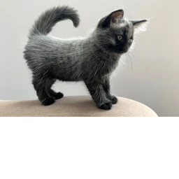 mawell the cat icon