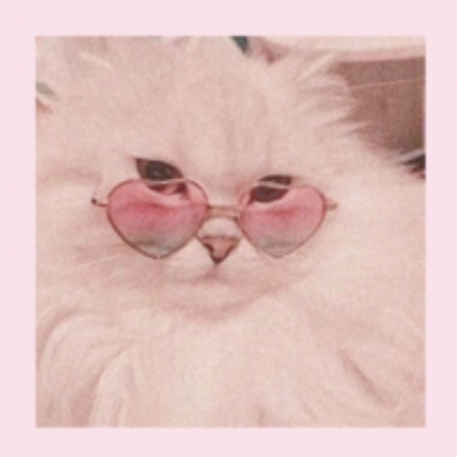 Aesthetic cat indeed Roblox decal