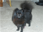 my  dog is awsesome lol