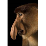 Ape Society