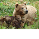 Bear Squad!!!!!!!!