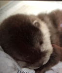 Otter group UGC