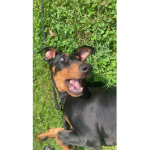 charlis angles
