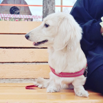 하이마트로 가요구르트