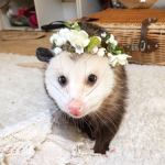 •Opossum Cult•