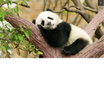 Panda family Adzkareal and Audrey,raffa