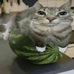 Cute Cats !!!