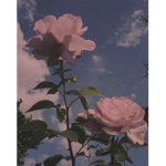 Pastel Blossoms <3