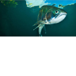 group of fish