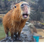 CAPYBARA FAN CLUB!!!