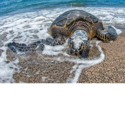 !turtle!  icon