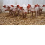 TeamYeetPiggy