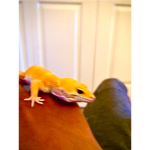 leopard geckos rule