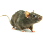 #RAT CULT#
