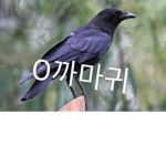 하윌과친구들